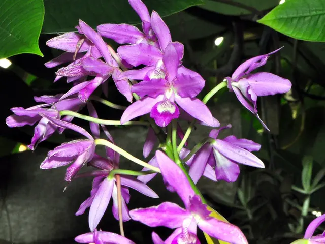 Instructions for Propagating a Leaf from a Purple Heart Plant