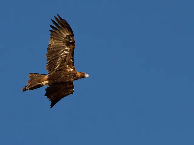 Plans of Super Eagles for South Africa Discussed by Troost-Ekong: No Room for Arrogance