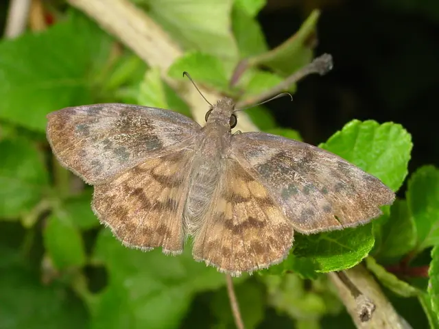 Deterioration of Ash