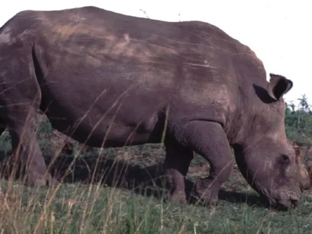 Expanding Habitats for Rhinos to Graze Freely