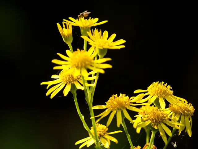 Blooming Blossoms in Early Spring: Nectar Sources for Bees from Springtime