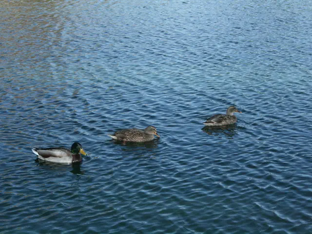 Potential 13-foot waves and coastal flooding anticipated in the NYC region as a result of Hurricane...