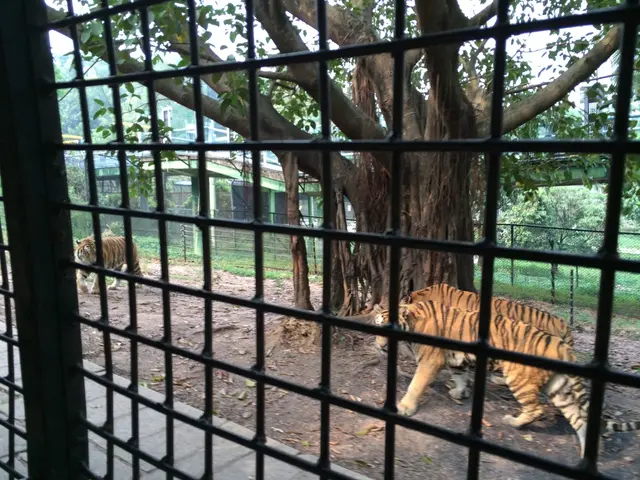 Tebo, a 16-year-old Sumatran orangutan residing at Heidelberg Zoo, was humanely euthanized.