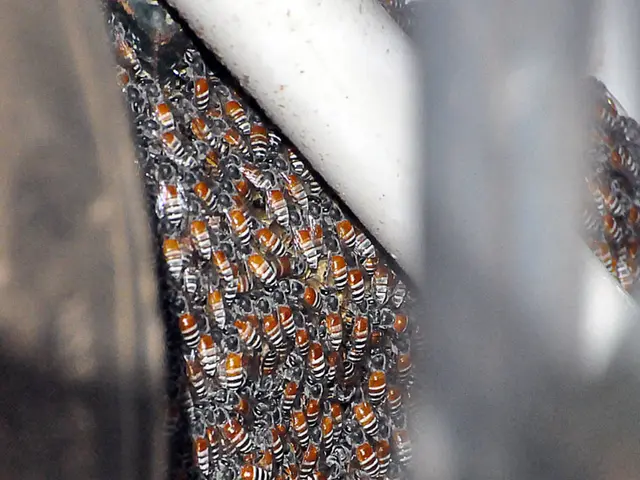 Unveiling the Source of Honey in Greater Detail