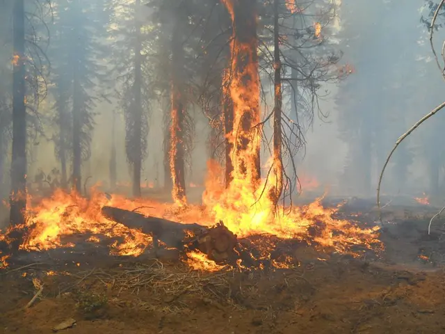 California's colossal sequoia trees face imminent peril from raging forest fires