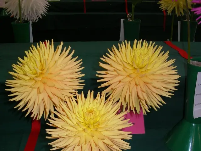 Lottery Draw in Risaralda: Millions in Prizes, Social Initiatives, and Digital Modernization