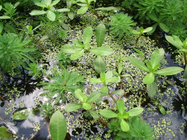 Toxic bloom observed in New Pond's waters