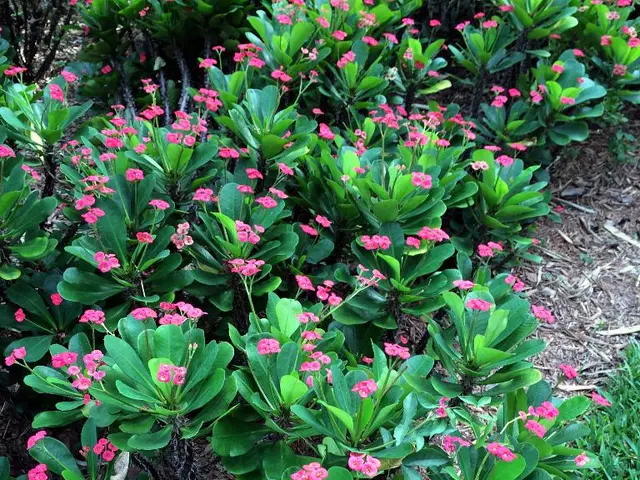 Highlights of the 2021 Chelsea Flower Show: Nine Stunning Botanical Display