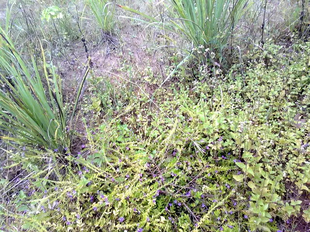 Potential discovery of a rocky, Earth-like planet with an atmosphere, found at a distance of 41...