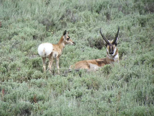 Agreement on amending hunting regulations achieved