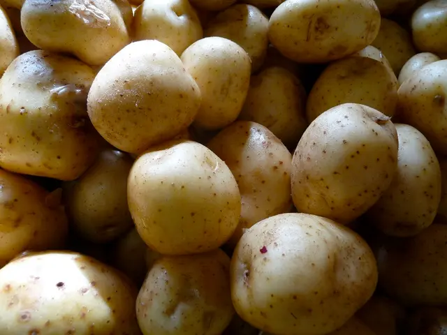 Skip the cost on expensive seed potatoes. "Pyatyrok" variant is reliable for a bountiful harvest as...