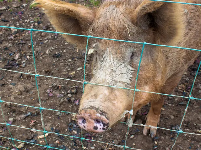 Farmer sets up aquaponics system for pigs, faces challenges